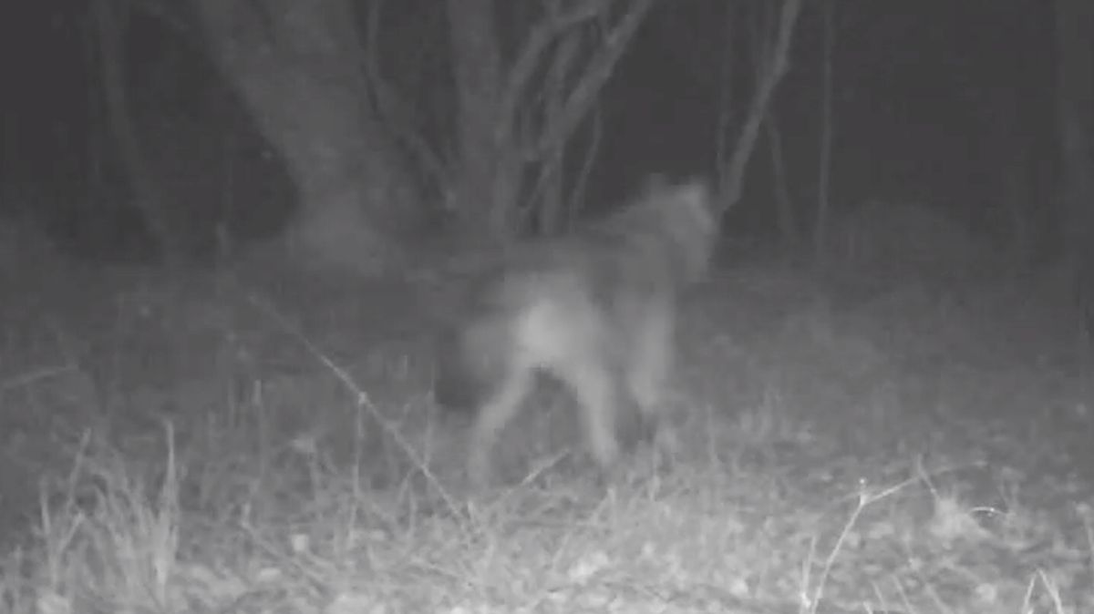 Video. Kamery zachytily rozrůstající se rodinu vlků na Šumavě